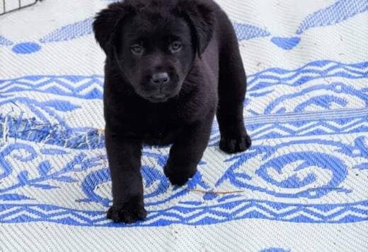 We Have Two Labrador Retriever Pups