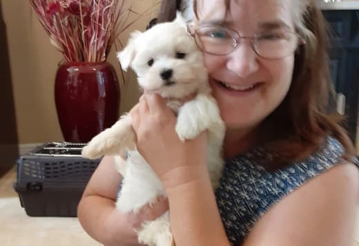 Hypoallergenic Teacup Maltese Puppies Looking for a New Home