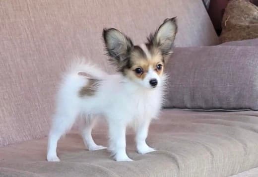 Adorable Papillon puppies