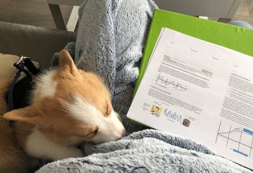 Pembroke Welsh Corgi Puppies