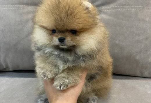 Beautiful Pomeranian Puppies For Sale.