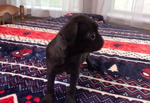 Pug Puppies Available For New Homes