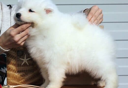 Adorable And Cute Little Samoyed Puppies
