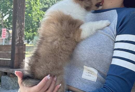 Adorable Sheltie Puppies