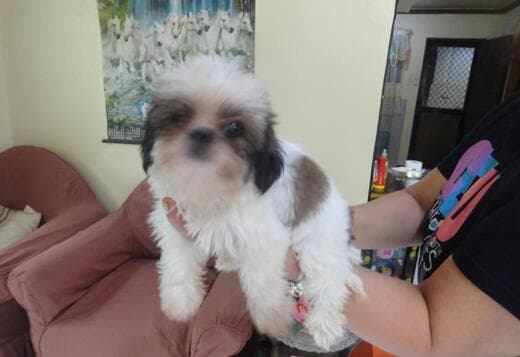 Adorable Shih Tzu Puppies