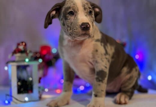 American bully puppies