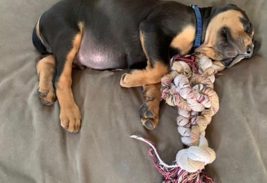 AKC Registered Bloodhound Puppies