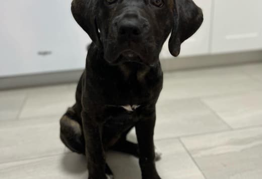 New Litter of Healthy Cane Corso Puppies for Adoption