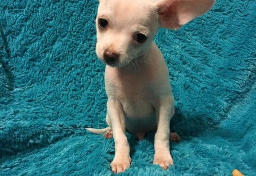 Potty Trained Chihuahua Puppies Looking for a New Home