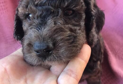 Home Raised Cockapoo Puppies ready to go