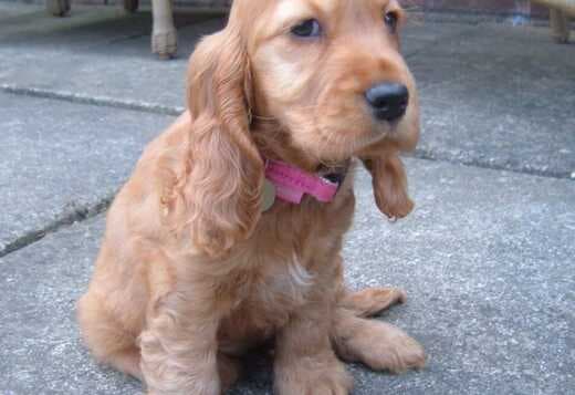 Beautiful Cocker Spaniel puppies Available Now!!
