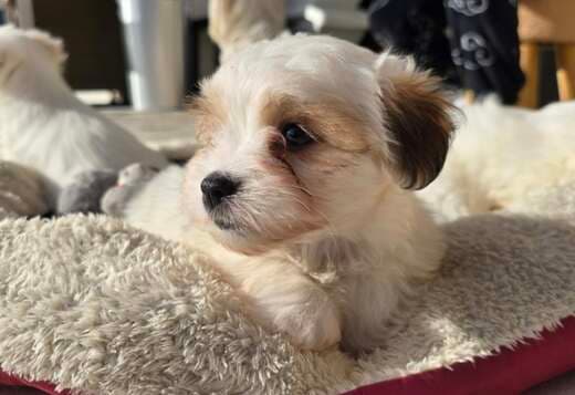 Coton De Tulear Puppies, Ready to Go.