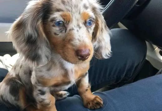 Gorgeous Dachshund Puppies for rehoming