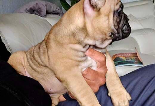 Amazing French Bulldog Puppies