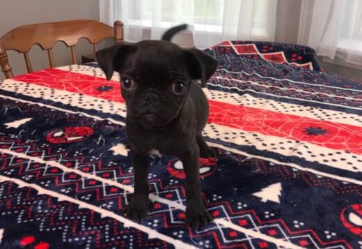 Pug Puppies Available For New Homes