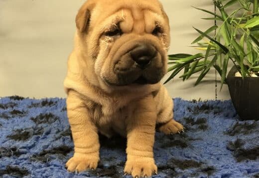 We Have Two Beautiful Shar Pei Puppies