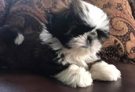 Adorable Shih Tzu Puppies