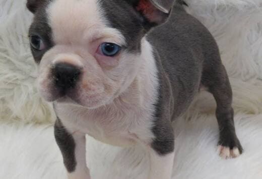 Healthy Boston Terrier Puppies Available