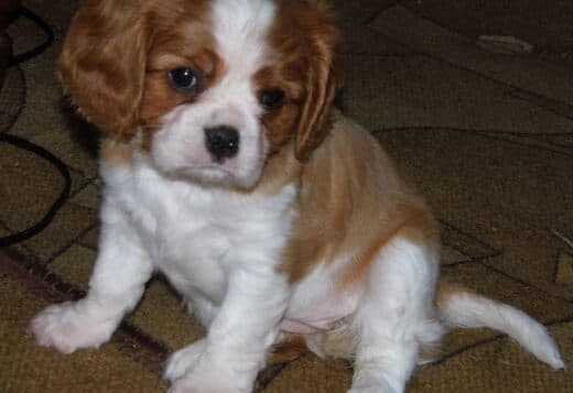 Home Raised Cavalier King Charles Spaniel Puppies