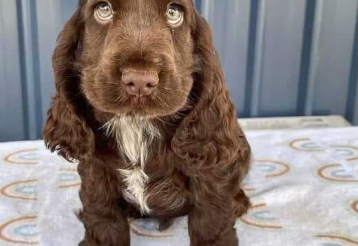 Beautiful Cocker Spaniel puppies Available Now!!