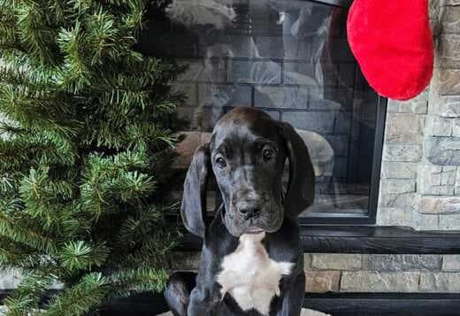 Champion bloodline Great Dane Puppies for sale