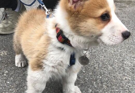 Pembroke Welsh Corgi Puppies