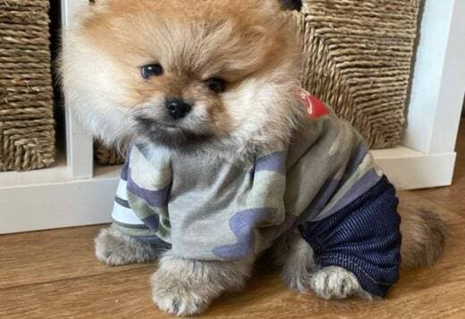 Beautiful Pomeranian Puppies For Sale.