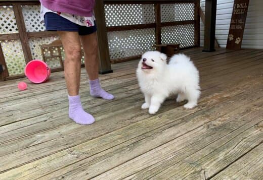 Adorable And Cute Little Samoyed Puppies