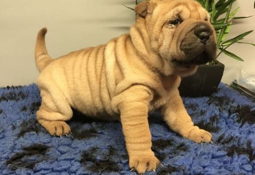 We Have Two Beautiful Shar Pei Puppies