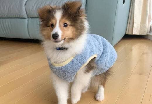 Adorable Sheltie Puppies