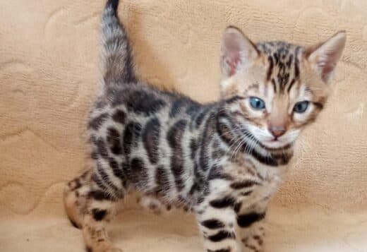 Bengal Kittens for sale