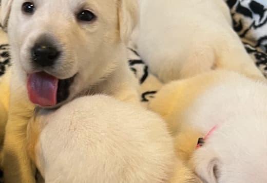 AKC Labrador Retriever Puppies