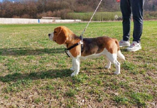 Beagle