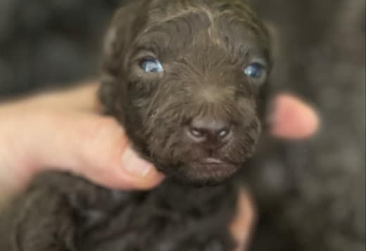 Poodle Puppies for Sale