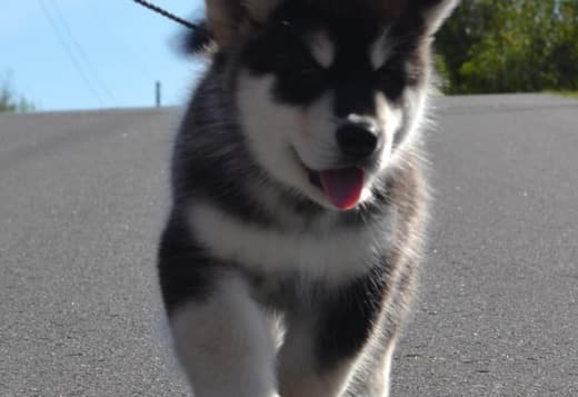Obedient Alaskan Malamute puppies available