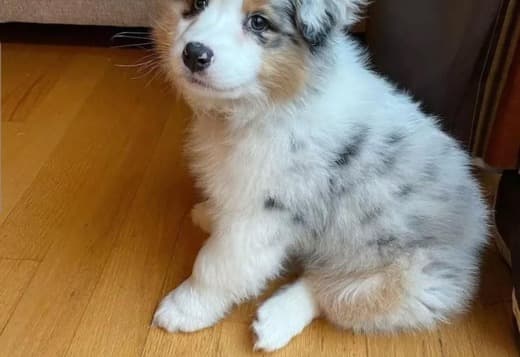 AKC Australian Shepherd puppies
