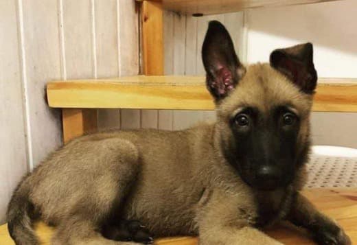 Well trained Belgian Malinois puppies