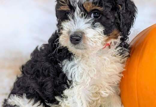 Beautiful Bernedoodle Puppies
