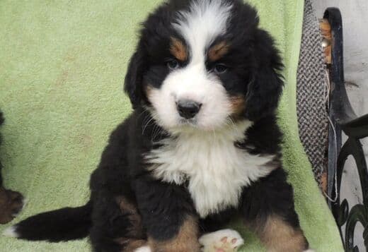 Bernese Mountain Dog Puppies