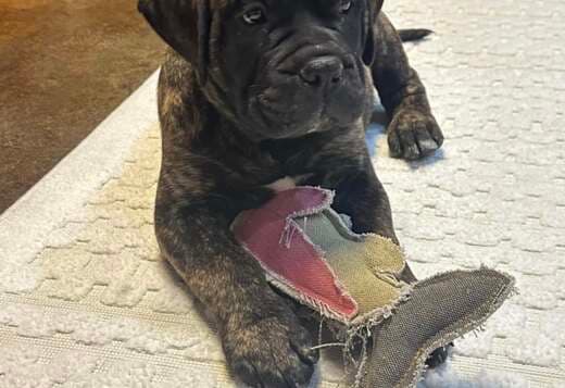 Top Quality Bullmastiff Puppies Available Now