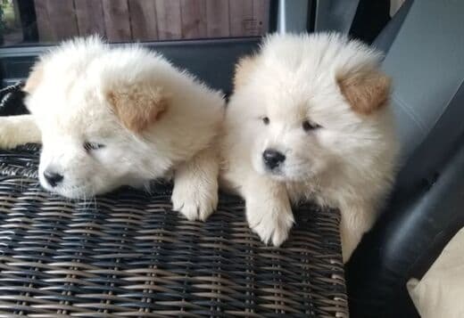 Affectionate Chow Chow Puppies For Rehoming