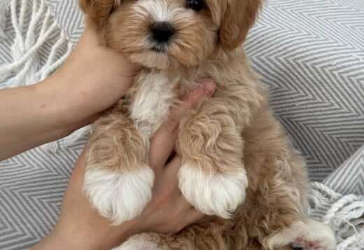 Magnificent Tea Cup Maltipoo Puppies