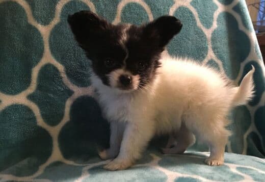 Adorable Papillon puppies