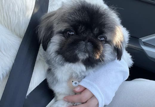 Purebred Pekingese for rehoming