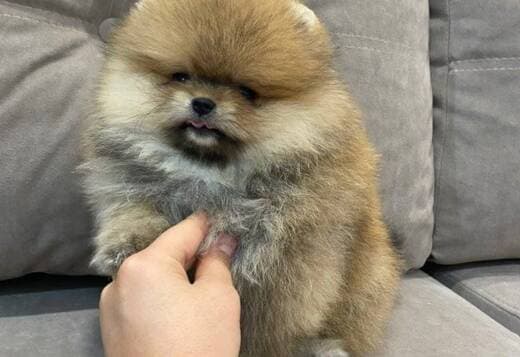 Beautiful Pomeranian Puppies For Sale.