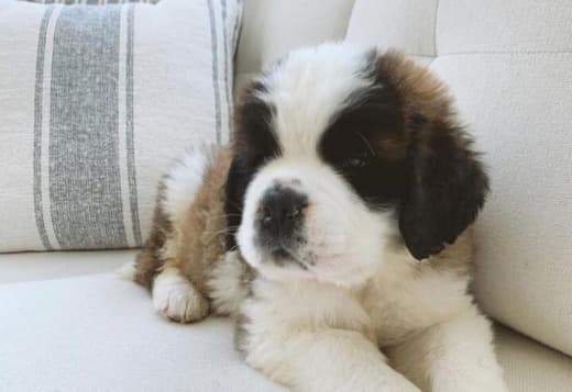 Lovely Saint Bernard Puppies