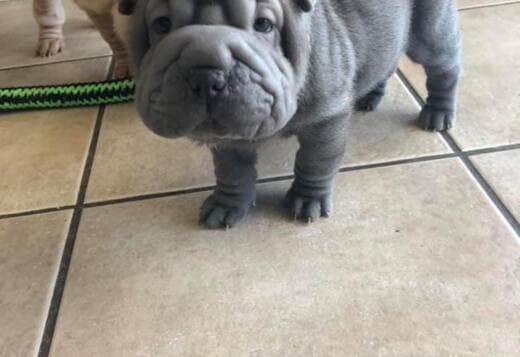 We Have Two Beautiful Shar Pei Puppies
