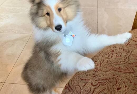 Adorable Sheltie Puppies