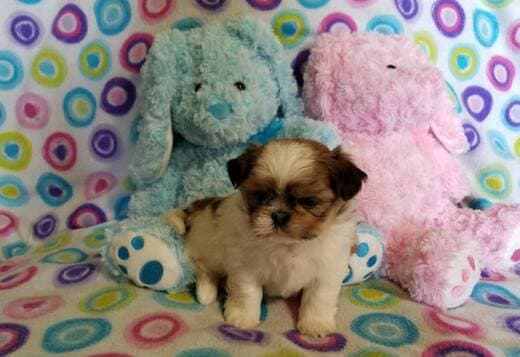 Adorable Shih Tzu Puppies