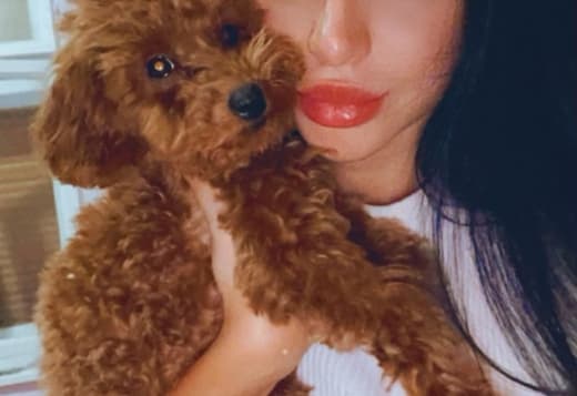 Red Toy Poodle puppies for sale